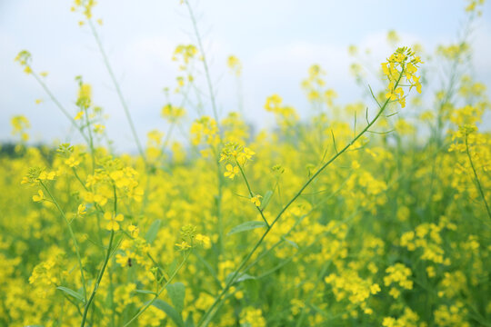 油菜花