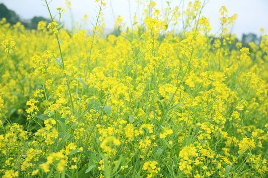 油菜花