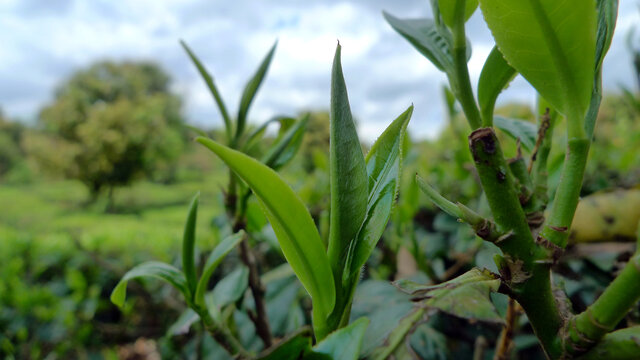 普洱茶山鲜叶芽头