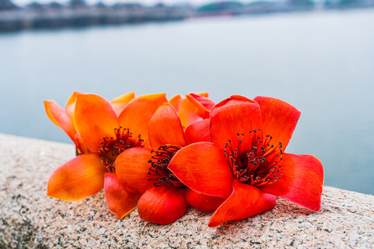 木棉花与广济桥