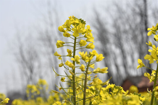 油菜花