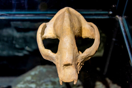 旧石器时代早期大熊猫小种头骨