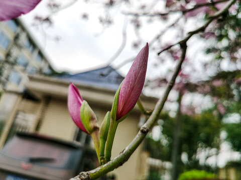 洋紫荆花蕾