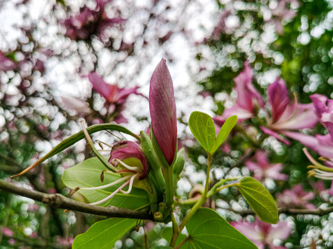 宫粉紫荆