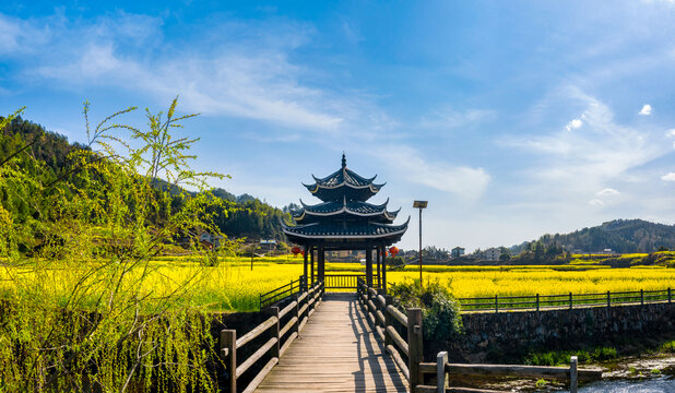 乡村春天油菜花盛开美丽景象