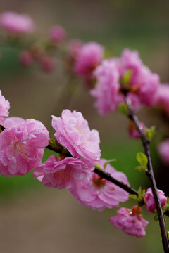 盛开的重瓣榆叶梅