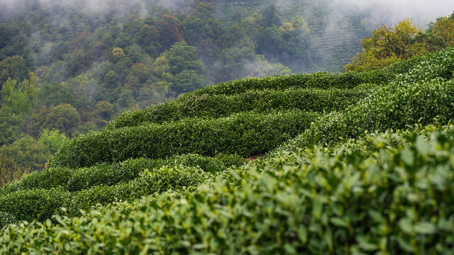 西湖龙井茶山