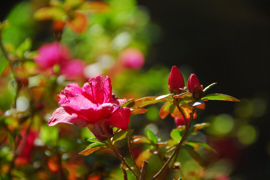春天里的红花
