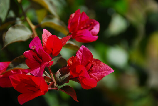 春天里的红花