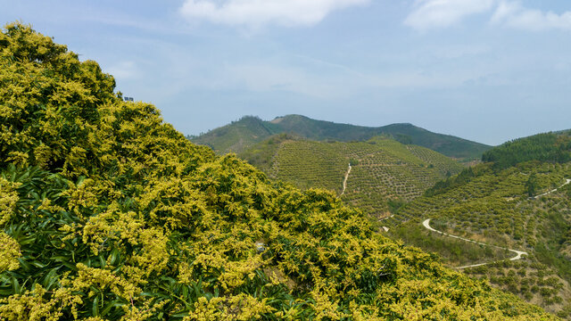 满山芒果树开花