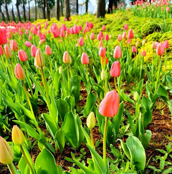 郁金香花田