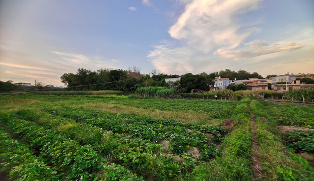 家乡甘子元蔬菜种植田园风光