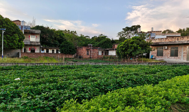 家乡甘子元蔬菜种植田园风光