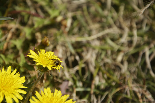 蜜蜂采花蜜