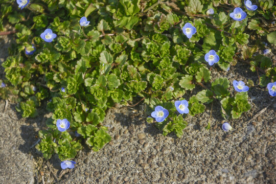 野地里的春天