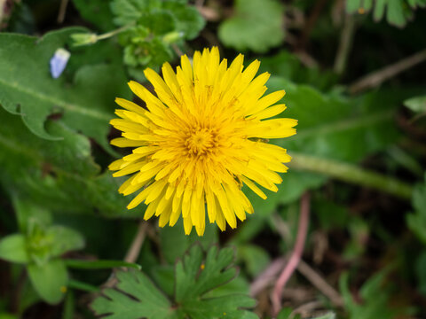 野菊花