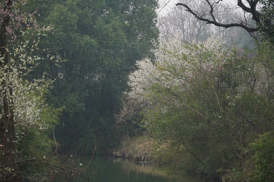 西溪湿地梅花