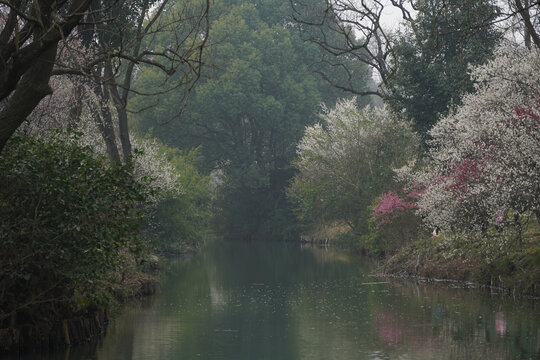 西溪湿地梅花