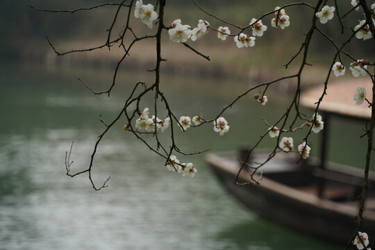 西溪湿地的梅花与游船