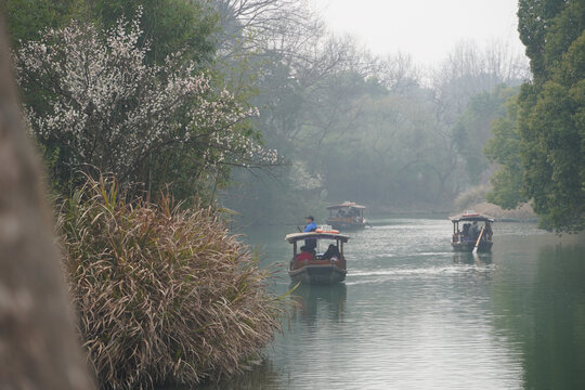 西溪湿地梅花