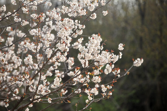 樱花