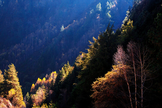 森林树林风景