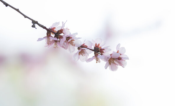 山桃花