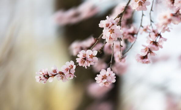 山桃花