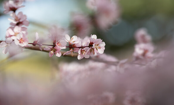 山桃花