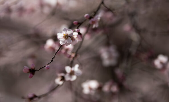 山桃花