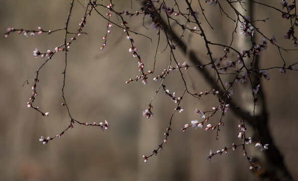 山樱花