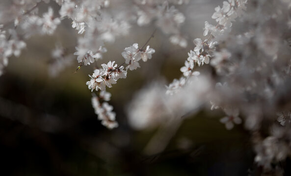 山樱花