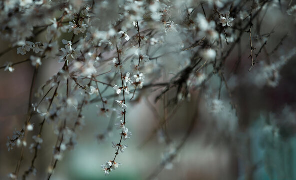 山樱花