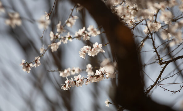 山桃花