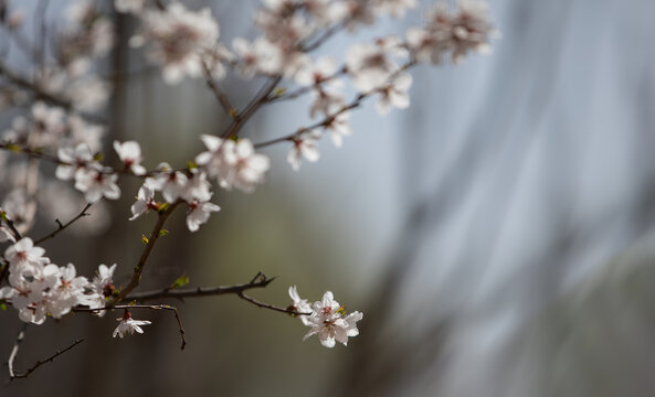 山桃花