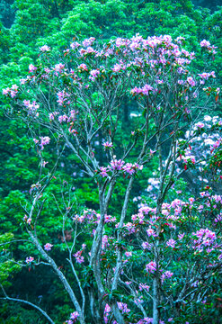 高山杜鹃