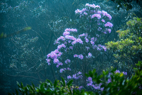 高山杜鹃