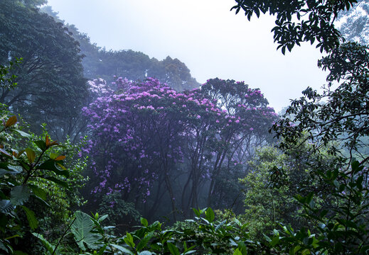 高山杜鹃