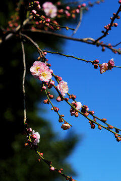 梅花特写