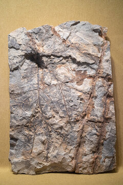 松类化石