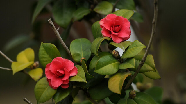 两朵山茶花