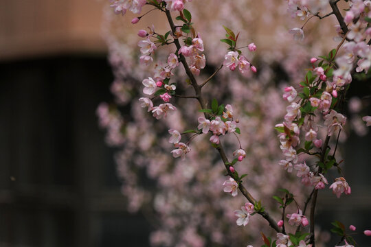 花树花影看海棠