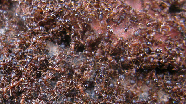 蚂蚁群聚