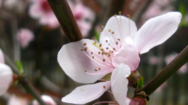 一朵桃花一季春