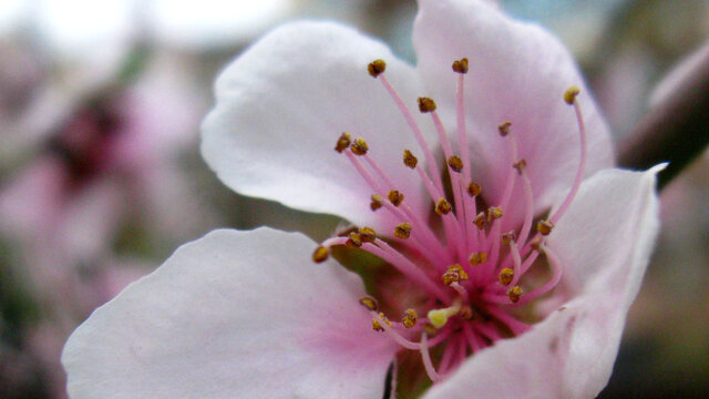 桃花吐蕊