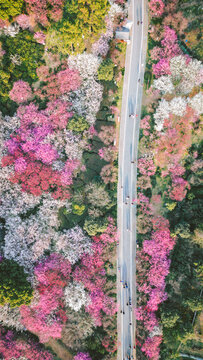 超山粉色梅花航拍