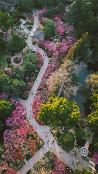 超山粉色梅花航拍