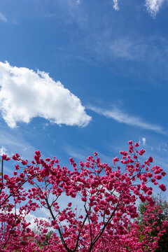 蓝天白云盛开的樱花