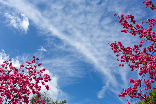蓝天白云盛开的樱花