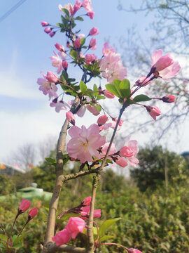 垂丝海棠